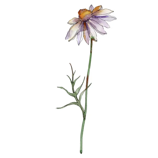 Daisy with green leaves watercolor illustration isolated on white — Stock Photo