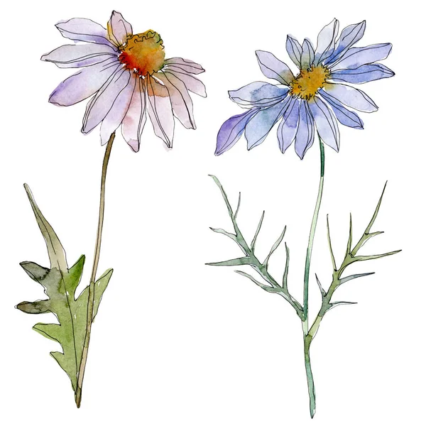 Camomilles et marguerites avec des feuilles vertes aquarelle illustration isolée sur blanc — Photo de stock