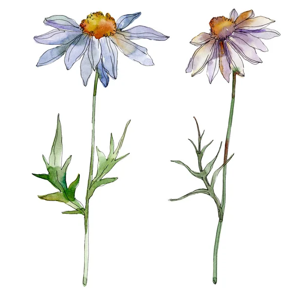 Kamille und Gänseblümchen mit grünen Blättern Aquarell Illustration isoliert auf weiß — Stockfoto