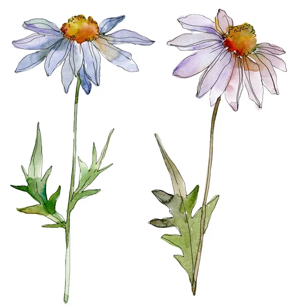 Ромашки і ромашки з зеленим листям акварельна ілюстрація ізольована на білому — стокове фото