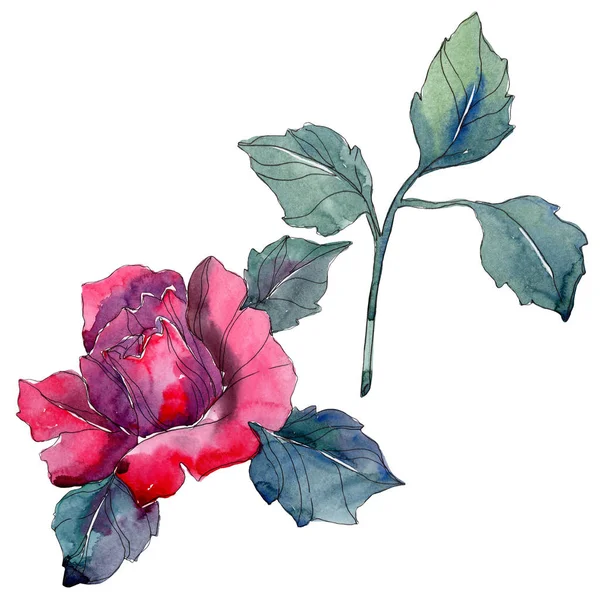 Botanische Blume mit roter Rose. wildes Frühlingsblatt Wildblume isoliert. Aquarell Hintergrundillustration Set. Aquarell Zeichnung Mode Aquarell isoliert. — Stockfoto