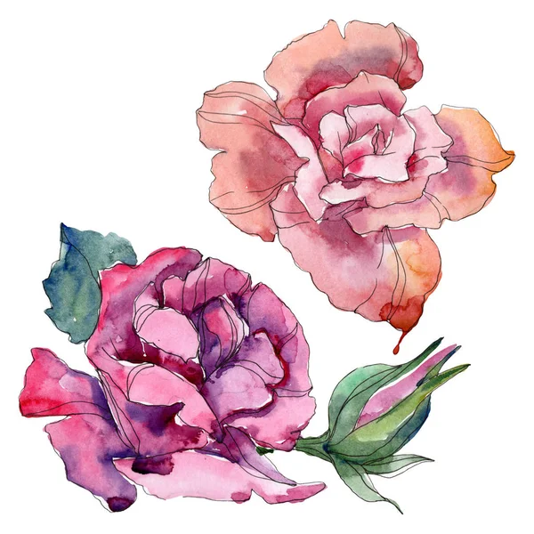 Rosa e viola rosa fiori botanici floreali. Fiore selvatico primaverile isolato. Acquerello sfondo illustrazione set. Acquerello disegno moda acquerello. Elemento di illustrazione rosa isolata . — Foto stock