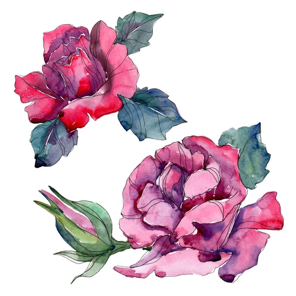 Rosa púrpura y roja flores botánicas florales. Flor silvestre de hoja de primavera aislada. Conjunto de fondo acuarela. Acuarela dibujo moda aquarelle. Elemento de ilustración rosa aislada . - foto de stock