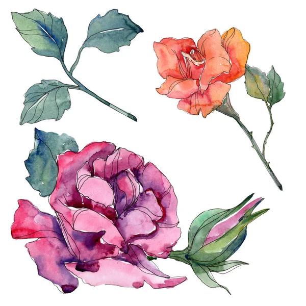 Red orange and rurple rose floral botanical flowers. Wild spring leaf isolated. Watercolor background illustration set. Watercolour drawing fashion aquarelle. Isolated rose illustration element. — Stock Photo