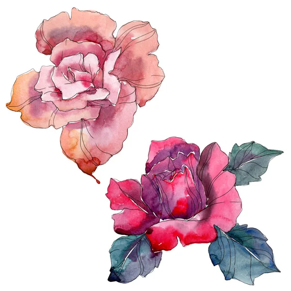 Fleurs botaniques florales roses et roses rouges. Feuille sauvage de printemps fleur sauvage isolée. Ensemble d'illustration de fond aquarelle. Aquarelle dessin mode aquarelle. Elément d'illustration isolé rose . — Photo de stock