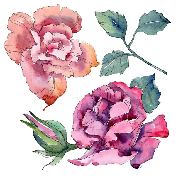 Pink and purple rose floral botanical flowers. Wild spring leaf wildflower isolated. Watercolor background illustration set. Watercolour drawing fashion aquarelle. Isolated rose illustration element. — Stock Photo