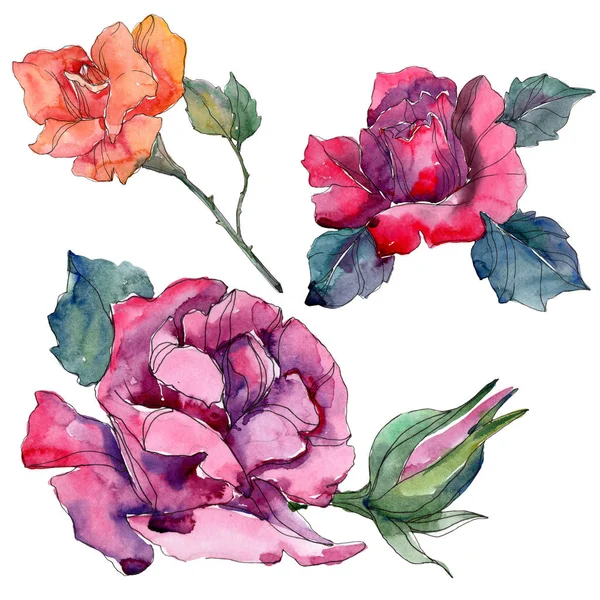 Rosa roja anaranjada y rurple flores botánicas florales. Hoja de primavera salvaje aislada. Conjunto de ilustración de fondo acuarela. Acuarela dibujo moda aquarelle. Elemento de ilustración rosa aislada . - foto de stock