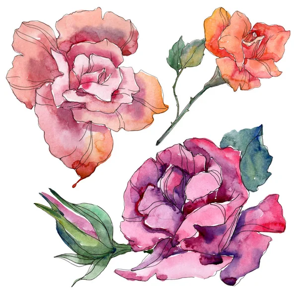 Red orange and rurple rose floral botanical flowers. Wild spring leaf isolated. Watercolor background illustration set. Watercolour drawing fashion aquarelle. Isolated rose illustration element. — Stock Photo