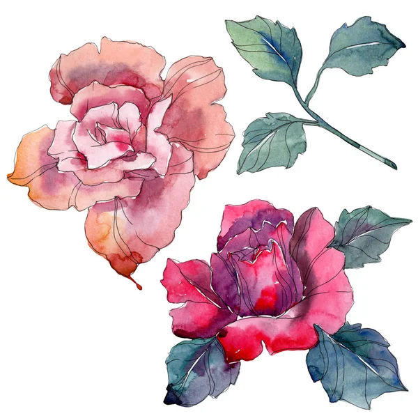 Rosa e rosa rossa fiori botanici floreali. Fiore selvatico primaverile isolato. Acquerello sfondo illustrazione set. Acquerello disegno moda acquerello. Elemento di illustrazione rosa isolata . — Foto stock
