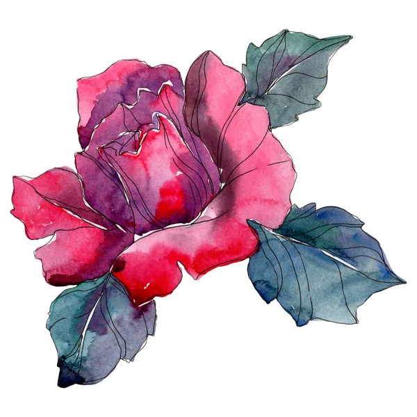 Rosa rossa fiore botanico floreale. Fiore selvatico primaverile isolato. Acquerello sfondo illustrazione set. Acquerello disegno moda acquerello isolato . — Foto stock