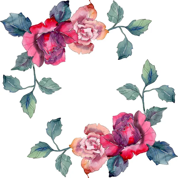 Rosa rossa e rosa fiore botanico floreale. Fiore selvatico primaverile isolato. Acquerello sfondo illustrazione set. Acquerello disegno moda acquerello. Quadrato ornamento bordo cornice . — Foto stock