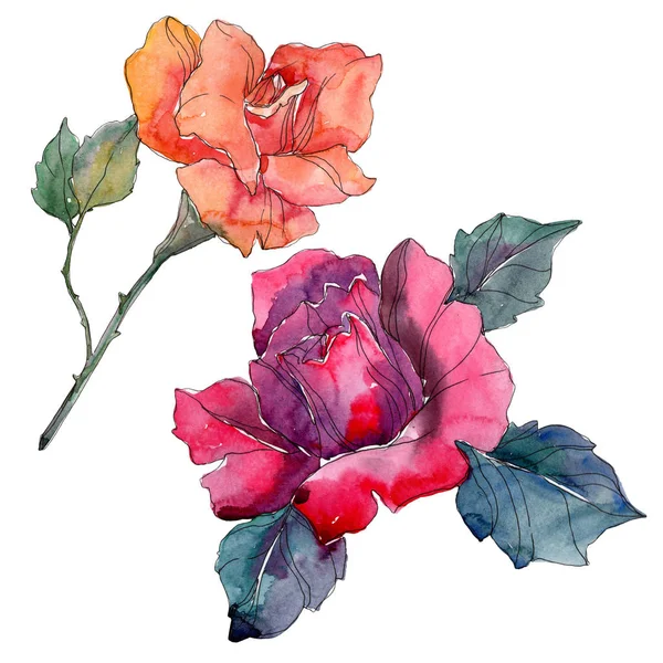 Красная оранжевая и красная роза цветочные ботанические цветы. Дикий весенний цветок изолирован. Акварельный набор фона. Акварель для рисования акварелью. Изолированный элемент розовой иллюстрации . — стоковое фото