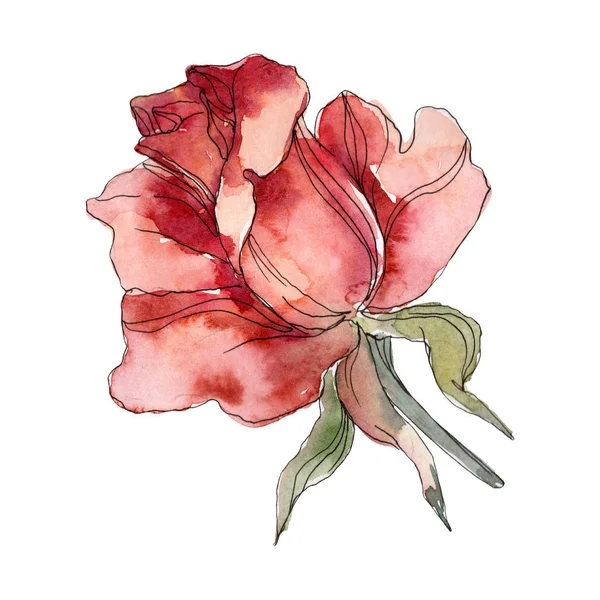 Цветочный ботанический цветок Красной Розы. Дикий весенний цветок изолирован. Набор акварельных фонов. Акварель для рисования акварелью. Изолированный элемент розовой иллюстрации . — стоковое фото