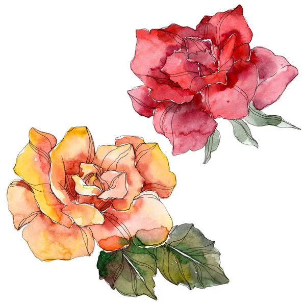 Orange and red Rose floral botanical flower. Wild spring leaf wildflower isolated. Watercolor background illustration set. Watercolour drawing fashion aquarelle. Isolated rose illustration element. — Stock Photo