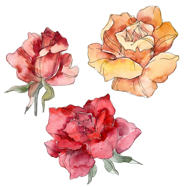 Orange and red Rose floral botanical flower. Wild spring leaf wildflower isolated. Watercolor background illustration set. Watercolour drawing fashion aquarelle. Isolated rose illustration element. — Stock Photo