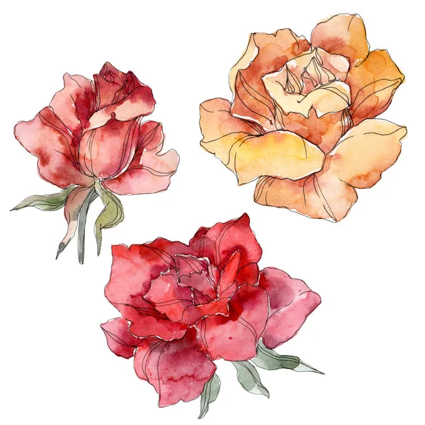 Fleur botanique florale orange et rouge Rose. Feuille sauvage de printemps fleur sauvage isolée. Ensemble d'illustration de fond aquarelle. Aquarelle dessin mode aquarelle. Elément d'illustration isolé rose . — Photo de stock