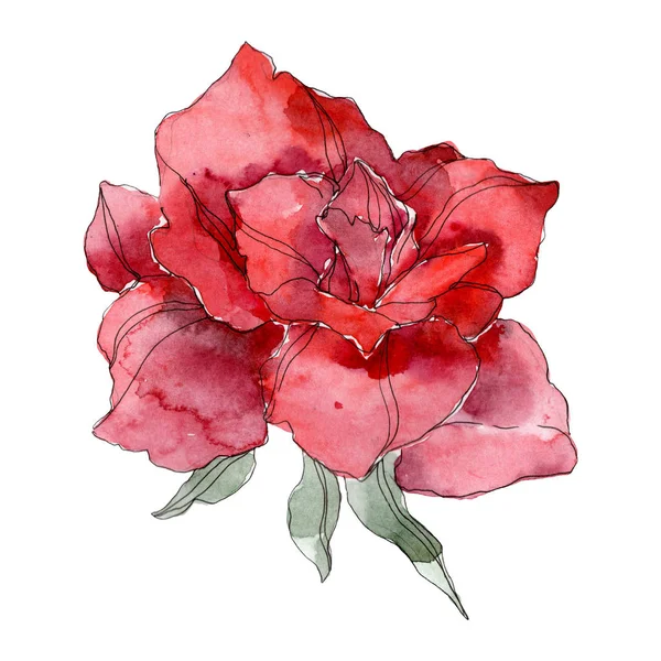 Botanische Blume mit roter Rose. wildes Frühlingsblatt Wildblume isoliert. Aquarell Hintergrundillustration Set. Aquarell zeichnen Mode-Aquarell. Isolierte Rose als Illustrationselement. — Stockfoto