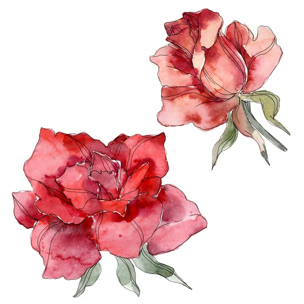 Rosa Rossa fiore botanico floreale. Fiore selvatico primaverile isolato. Acquerello sfondo illustrazione set. Acquerello disegno moda acquerello. Elemento di illustrazione rosa isolata . — Foto stock