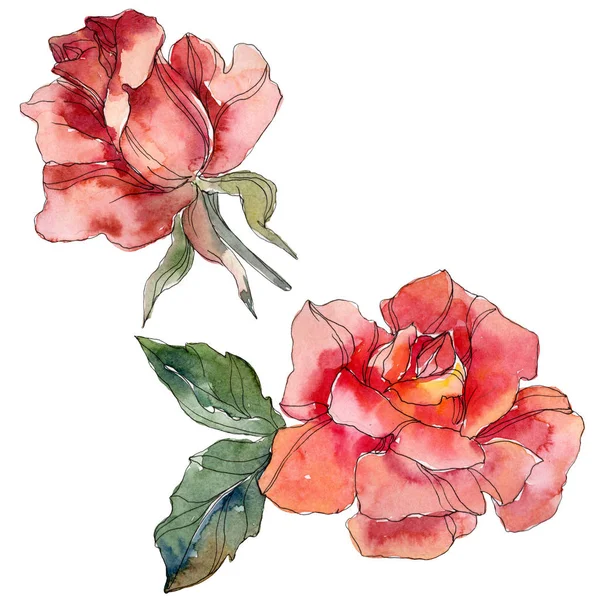 Rosa roja flor botánica floral. Flor silvestre de hoja de primavera aislada. Conjunto de ilustración de fondo acuarela. Acuarela dibujo moda aquarelle. Elemento de ilustración rosa aislada . - foto de stock