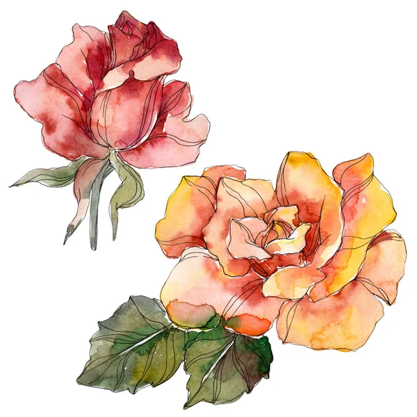Оранжевый и красный цветочный ботанический цветок розы. Дикий весенний цветок изолирован. Набор акварельных фонов. Акварель для рисования акварелью. Изолированный элемент розовой иллюстрации . — стоковое фото