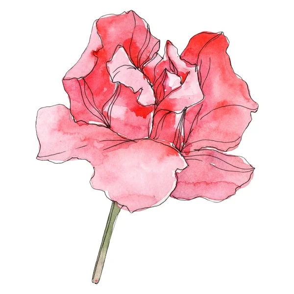 Rosa rosa flor botânica floral. Folha selvagem primavera wildflower isolado. Conjunto de ilustração de fundo aquarela. Aquarelle desenho aquarelle moda isolado. Isolado elemento de ilustração rosa . — Fotografia de Stock
