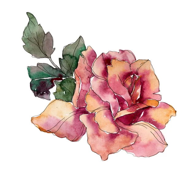 Maroon pink rose floral botanical flower. Wild spring leaf wildflower isolated. Watercolor background illustration set. Watercolour drawing fashion aquarelle. Isolated rose illustration element. — Stock Photo