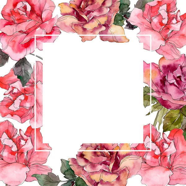 Rosa rosa fiore botanico floreale. Fiore selvatico primaverile isolato. Acquerello sfondo illustrazione set. Acquerello disegno moda acquerello isolato. Quadrato ornamento bordo cornice . — Foto stock