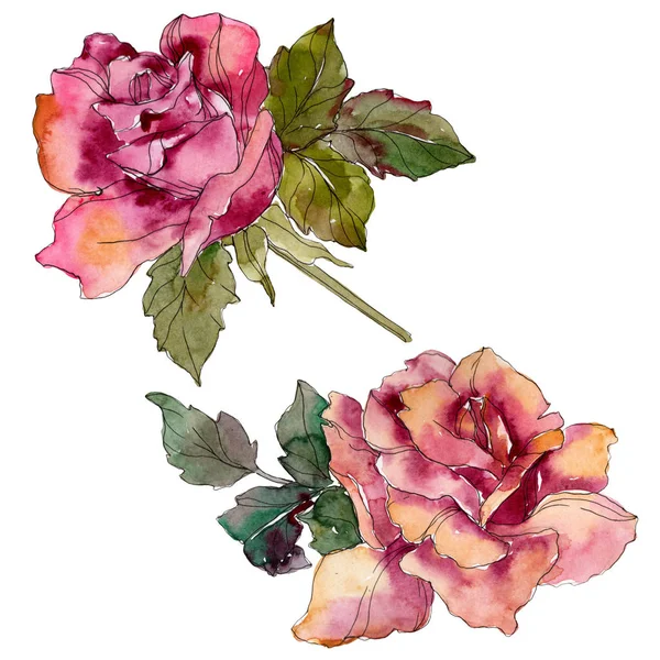 Rosa granate flor botánica floral. Flor silvestre de hoja de primavera aislada. Conjunto de ilustración de fondo acuarela. Acuarela dibujo moda aquarelle. Elemento de ilustración rosa aislada . - foto de stock