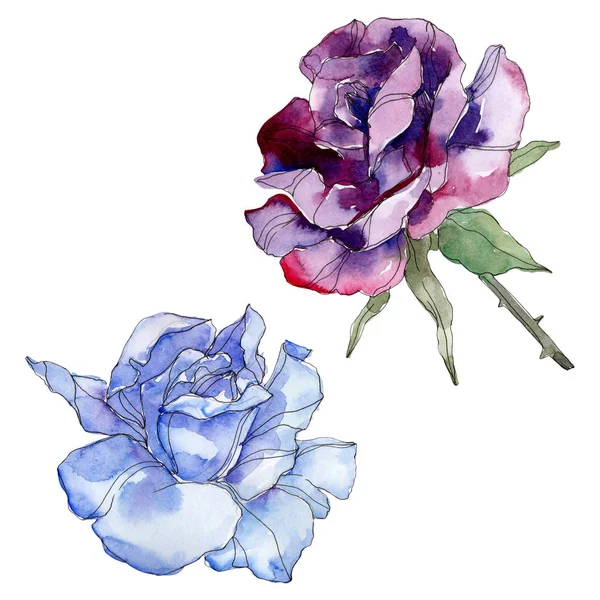 Блакитна і фіолетова троянда квіткова ботанічна квітка. Дикий весняний лист ізольований. Набір ілюстрацій для акварельного фону. Акварель для акварелі. Ізольований елемент ілюстрації троянди . — стокове фото
