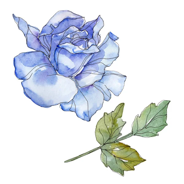 Flor botánica floral rosa azul. Flor silvestre de hoja de primavera aislada. Conjunto de ilustración de fondo acuarela. Acuarela dibujo moda aquarelle. Elemento de ilustración rosa aislada . - foto de stock