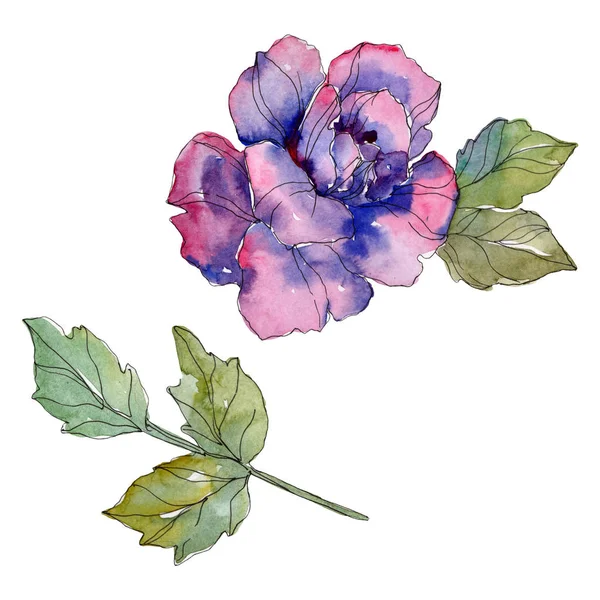 Rosa púrpura flor botánica floral. Flor silvestre de hoja de primavera aislada. Conjunto de ilustración de fondo acuarela. Acuarela dibujo moda aquarelle. Elemento de ilustración rosa aislada . - foto de stock