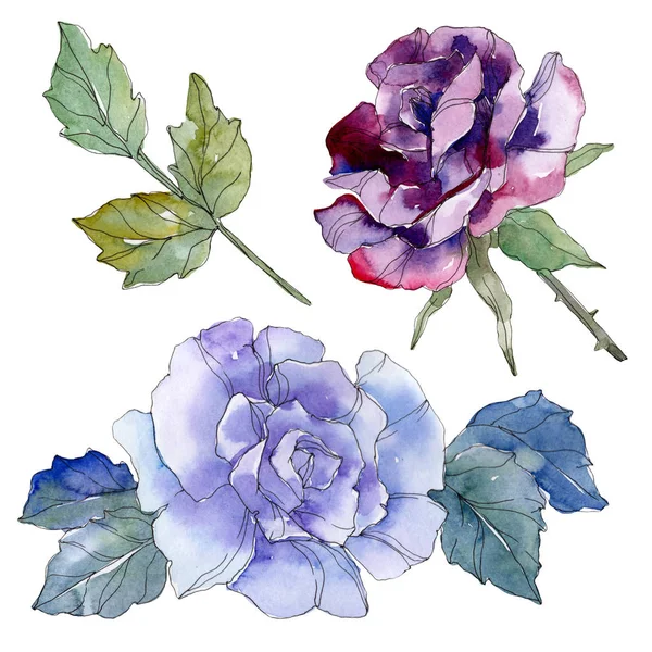 Azul e roxo rosa flor botânica floral. Folha selvagem primavera wildflower isolado. Conjunto de ilustração de fundo aquarela. Aquarelle desenho aquarelle moda. Isolado elemento ilustração rosa . — Fotografia de Stock