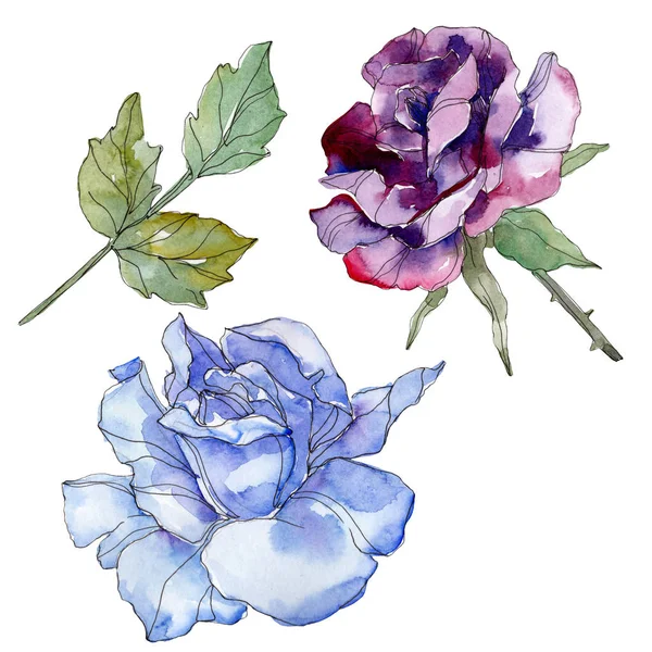 Azul e roxo rosa flor botânica floral. Folha selvagem primavera wildflower isolado. Conjunto de ilustração de fundo aquarela. Aquarelle desenho aquarelle moda. Isolado elemento ilustração rosa . — Fotografia de Stock