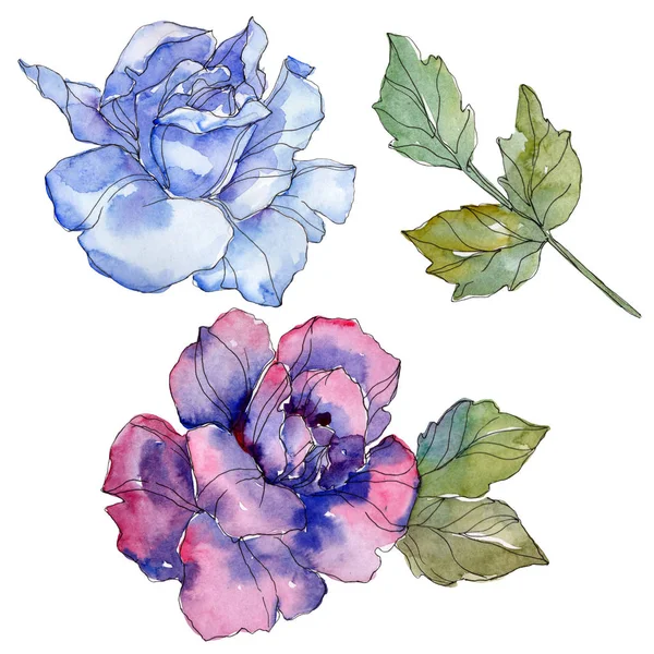 Blue and purple rose floral botanical flower. Wild spring leaf wildflower isolated. Watercolor background illustration set. Watercolour drawing fashion aquarelle. Isolated rose illustration element. — Stock Photo