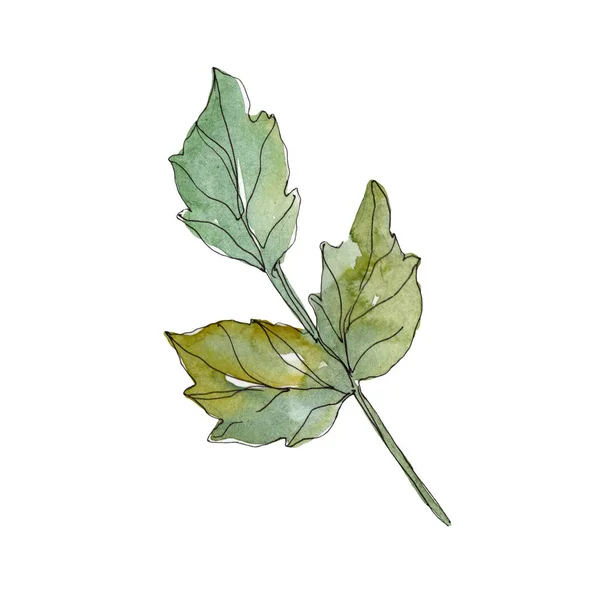 Rose green leaves rose floral botanical flowers. Wild spring leaf wildflower isolated. Watercolor background set. Watercolour drawing fashion aquarelle. Isolated rose illustration element. — Stock Photo