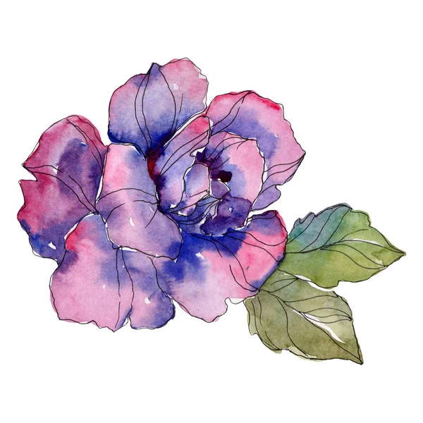 Purple rose floral botanical flower. Wild spring leaf wildflower isolated. Watercolor background illustration set. Watercolour drawing fashion aquarelle. Isolated rose illustration element. — Stock Photo