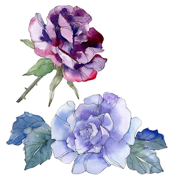 Blue and purple rose floral botanical flower. Wild spring leaf wildflower isolated. Watercolor background illustration set. Watercolour drawing fashion aquarelle. Isolated rose illustration element. — Stock Photo