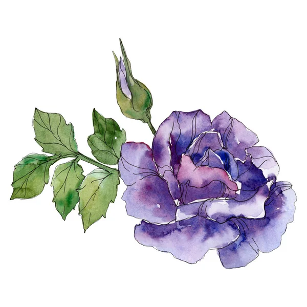 Veilchen Rose blühende botanische Blume. wildes Frühlingsblatt Wildblume isoliert. Aquarell Hintergrundillustration Set. Aquarell zeichnen Mode-Aquarell. Isolierte Rose als Illustrationselement. — Stockfoto