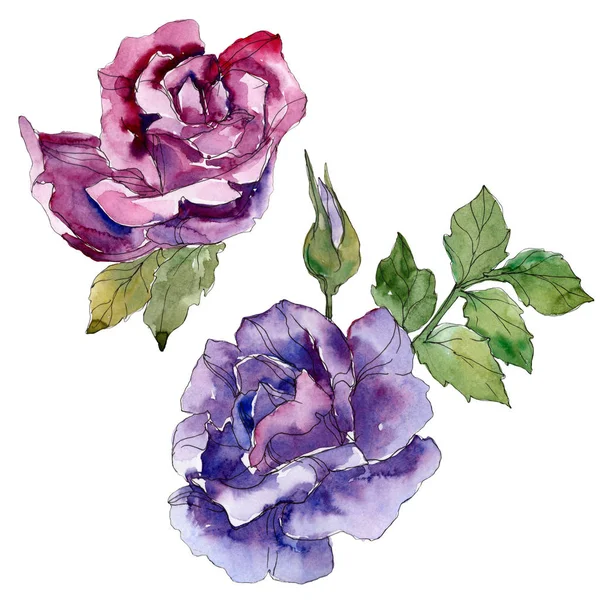 Rosa púrpura y violeta flores botánicas florales. Flor silvestre de hoja de primavera aislada. Conjunto de fondo acuarela. Acuarela dibujo moda aquarelle. Elemento de ilustración rosa aislada . - foto de stock