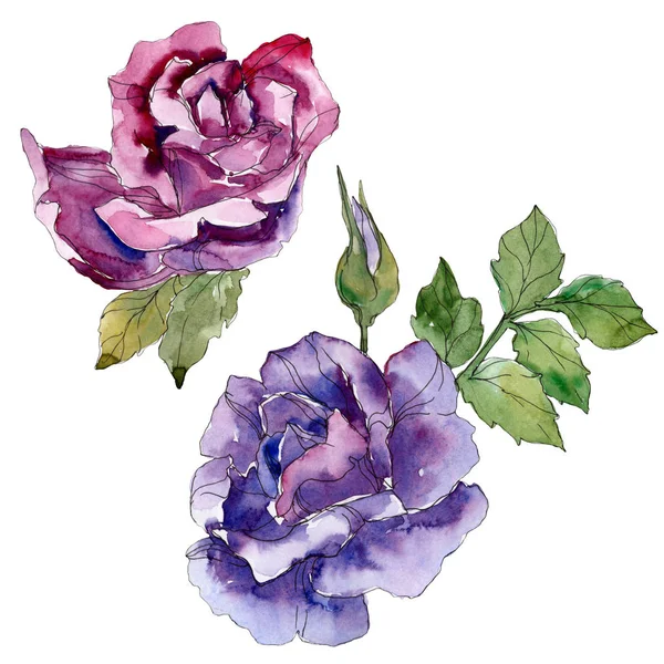 Purple and violet rose floral botanical flowers. Wild spring leaf wildflower isolated. Watercolor background set. Watercolour drawing fashion aquarelle. Isolated rose illustration element. — Stock Photo