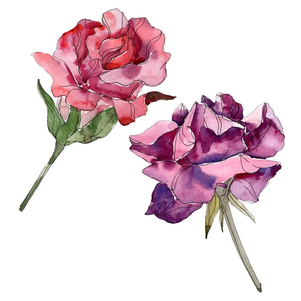 Червоні і фіолетові троянди квіткові ботанічні квіти. Дикий весняний лист ізольований. Набір ілюстрацій для акварельного фону. Акварель для акварелі. Ізольований елемент ілюстрації троянди . — стокове фото