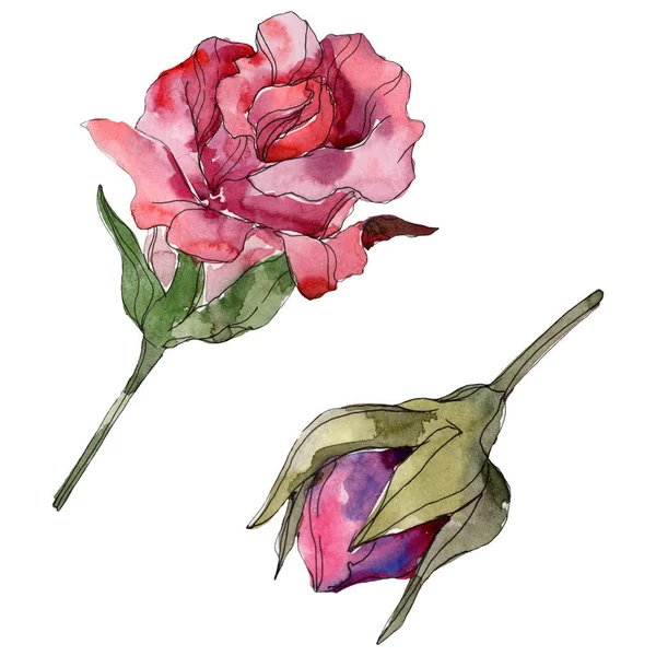 Rosa roja y púrpura flores botánicas florales. Flor silvestre de hoja de primavera aislada. Conjunto de ilustración de fondo acuarela. Acuarela dibujo moda aquarelle. Elemento de ilustración rosa aislada . - foto de stock