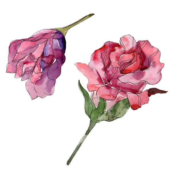 Fleurs botaniques florales rouges et violettes. Feuille sauvage de printemps fleur sauvage isolée. Ensemble d'illustration de fond aquarelle. Aquarelle dessin mode aquarelle. Elément d'illustration isolé rose . — Photo de stock