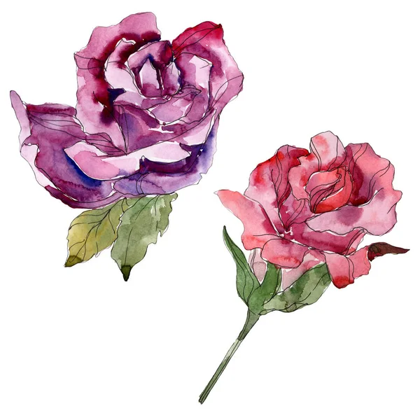 Vermelho e roxo rosa flores botânicas florais. Folha selvagem primavera wildflower isolado. Conjunto de ilustração de fundo aquarela. Aquarelle desenho aquarelle moda. Isolado elemento ilustração rosa . — Fotografia de Stock