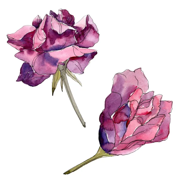 Фиолетовые розы цветочные ботанические цветы. Дикий весенний цветок изолирован. Набор акварельных фонов. Акварель для рисования акварелью. Изолированный элемент розовой иллюстрации . — стоковое фото
