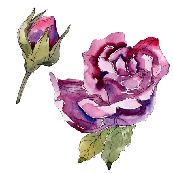 Purple rose floral botanical flowers. Wild spring leaf wildflower isolated. Watercolor background illustration set. Watercolour drawing fashion aquarelle. Isolated rose illustration element. — Stock Photo