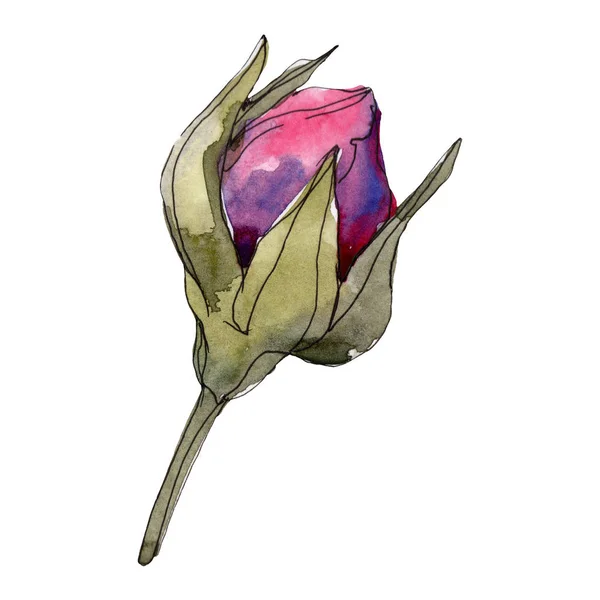 Rosa púrpura flores botánicas florales. Flor silvestre de hoja de primavera aislada. Conjunto de ilustración de fondo acuarela. Acuarela dibujo moda aquarelle. Elemento de ilustración rosa aislada . - foto de stock