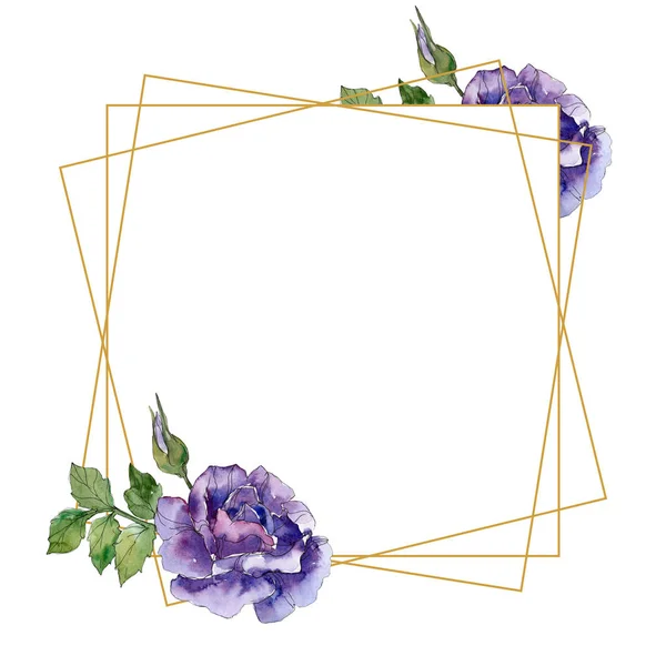 Rosa viola fiori botanici floreali. Fiore selvatico primaverile isolato. Acquerello sfondo illustrazione set. Acquerello disegno moda acquerello. Quadrato ornamento bordo cornice . — Foto stock