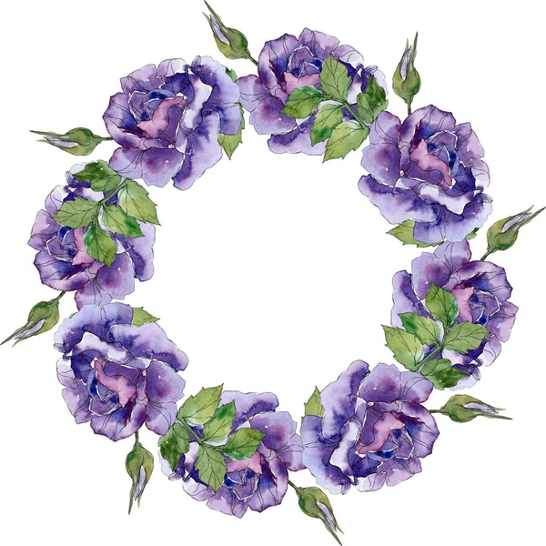 Rosa violeta flores botánicas florales. Flor silvestre de hoja de primavera aislada. Conjunto de ilustración de fondo acuarela. Acuarela dibujo moda aquarelle. Marco borde ornamento cuadrado . - foto de stock