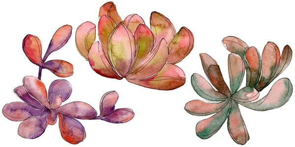 Giungla succulento fiore botanico floreale. Fiore selvatico primaverile isolato. Set sfondo acquerello. Acquerello disegno moda acquerello. Elemento illustrativo succulento isolato . — Foto stock